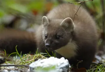 Marder & Waschbären