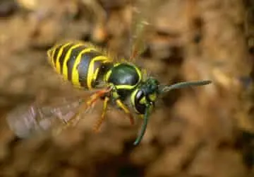 Wespennest entfernen Berlin ab 110 € — heute kommen, artenschutzkonform — Kammerjäger Absolut Berlin