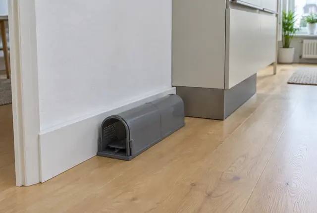 Graue Lebendfalle für Mäuse an der Sockelleiste neben einer Küchenzeile