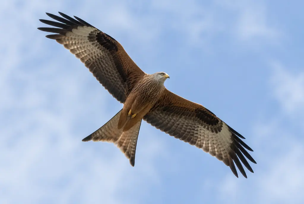 Rotmilan im Flug von unten gesehen